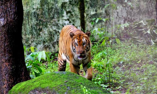 GOA WILDLIFE SANCTUARIES destinations